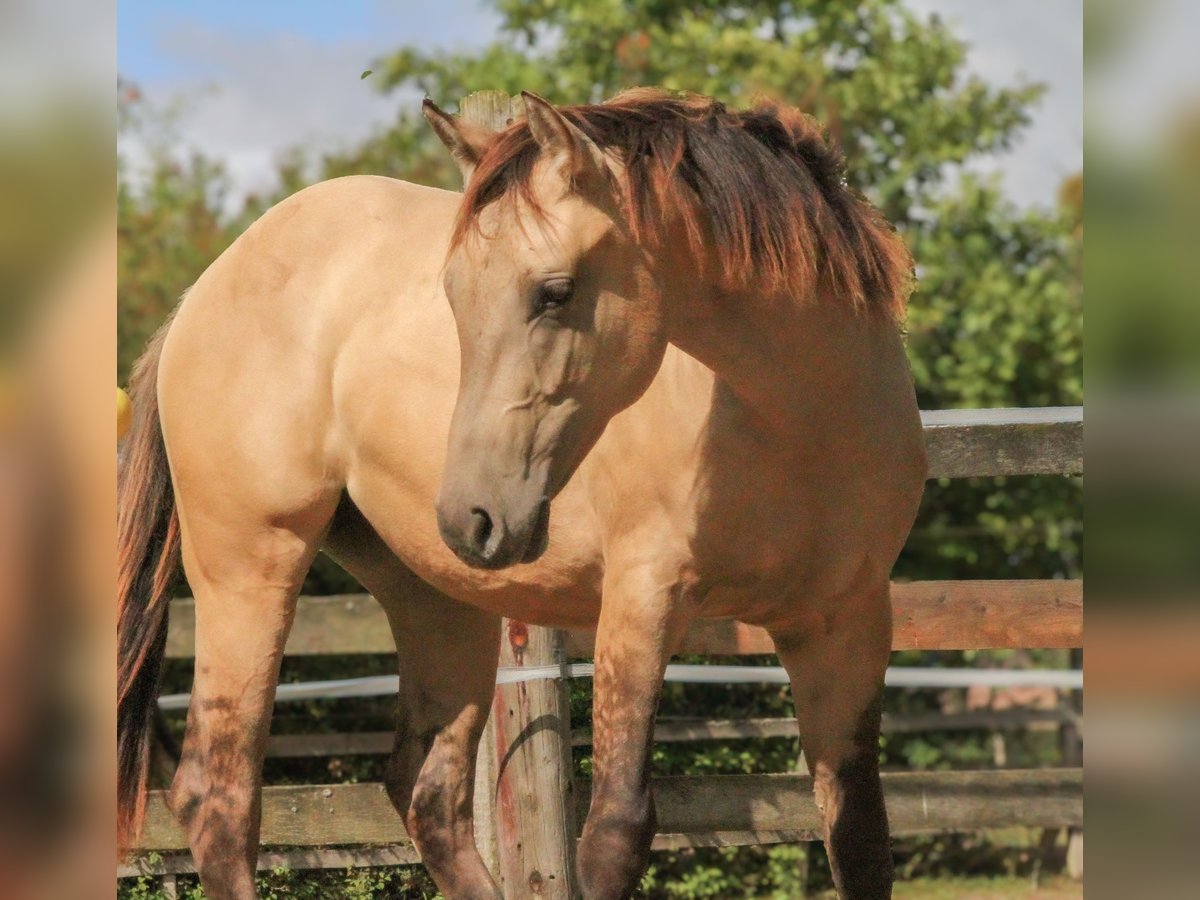 American Quarter Horse Giumenta 2 Anni 154 cm Pelle di daino in Alfeld (Leine)