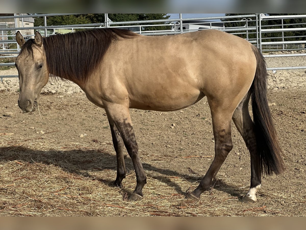 American Quarter Horse Giumenta 2 Anni 154 cm Pelle di daino in Alfeld (Leine)