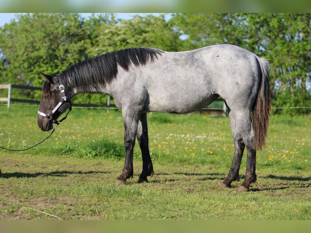 American Quarter Horse Giumenta 2 Anni 154 cm Roano blu in Elmenhorst-Lichtenhagen