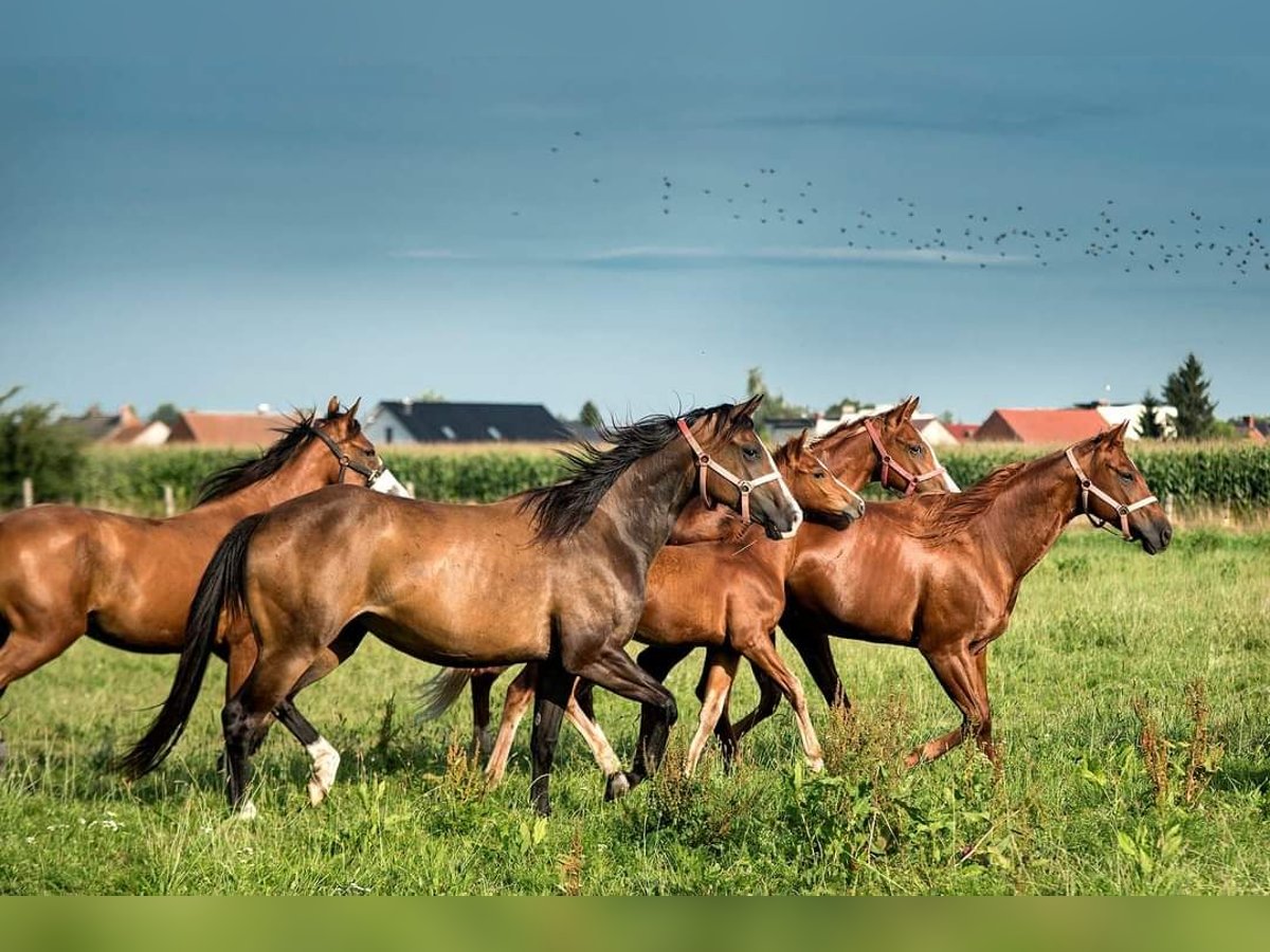 American Quarter Horse Giumenta 2 Anni 159 cm Baio in Większyce