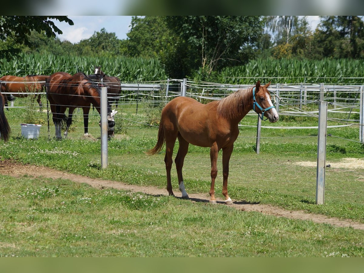 American Quarter Horse Giumenta 2 Anni 160 cm Sauro in Langenau