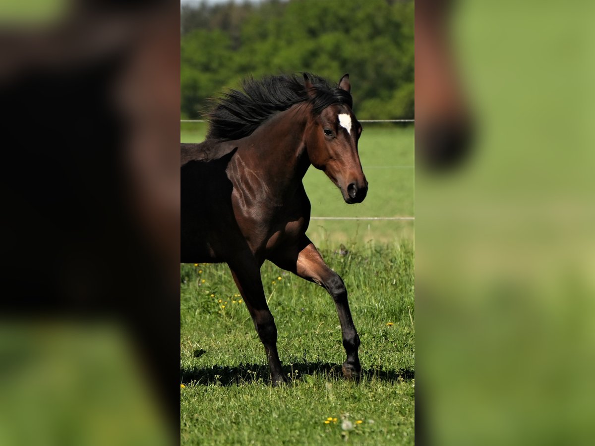 American Quarter Horse Giumenta 2 Anni Baio in Biberach an der Riß