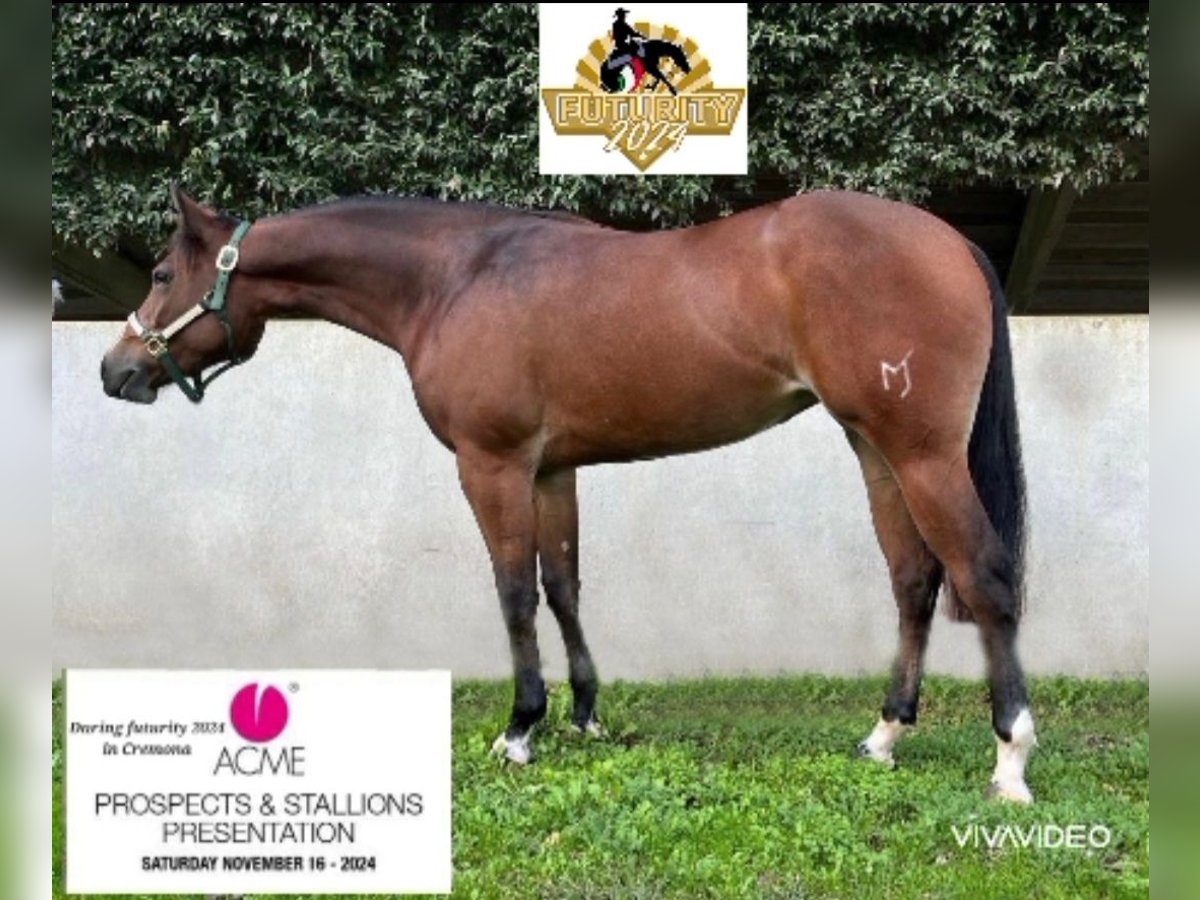 American Quarter Horse Giumenta 2 Anni Baio ciliegia in Brescia