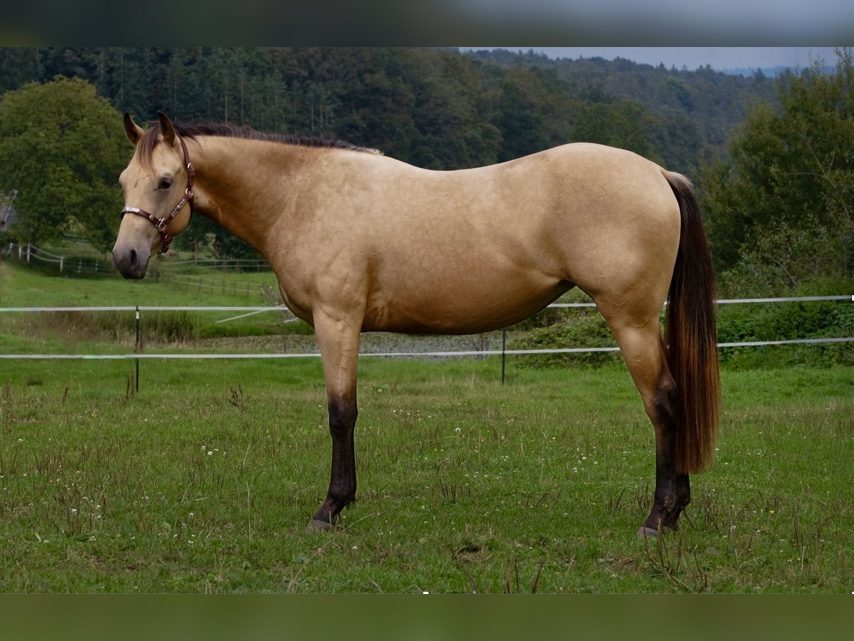 American Quarter Horse Giumenta 2 Anni Pelle di daino in Erbach