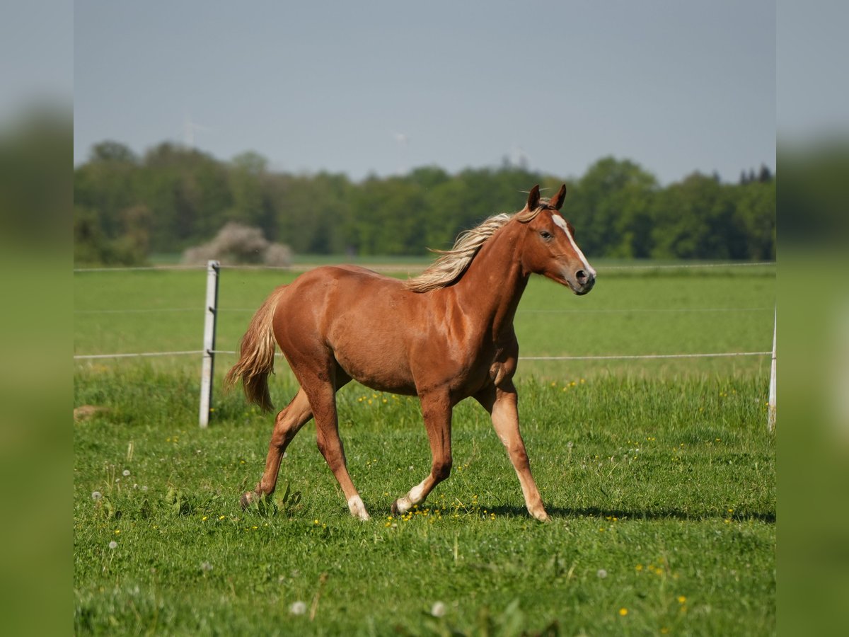 American Quarter Horse Giumenta 2 Anni Sauro in Biberach an der Ri&#xDF;