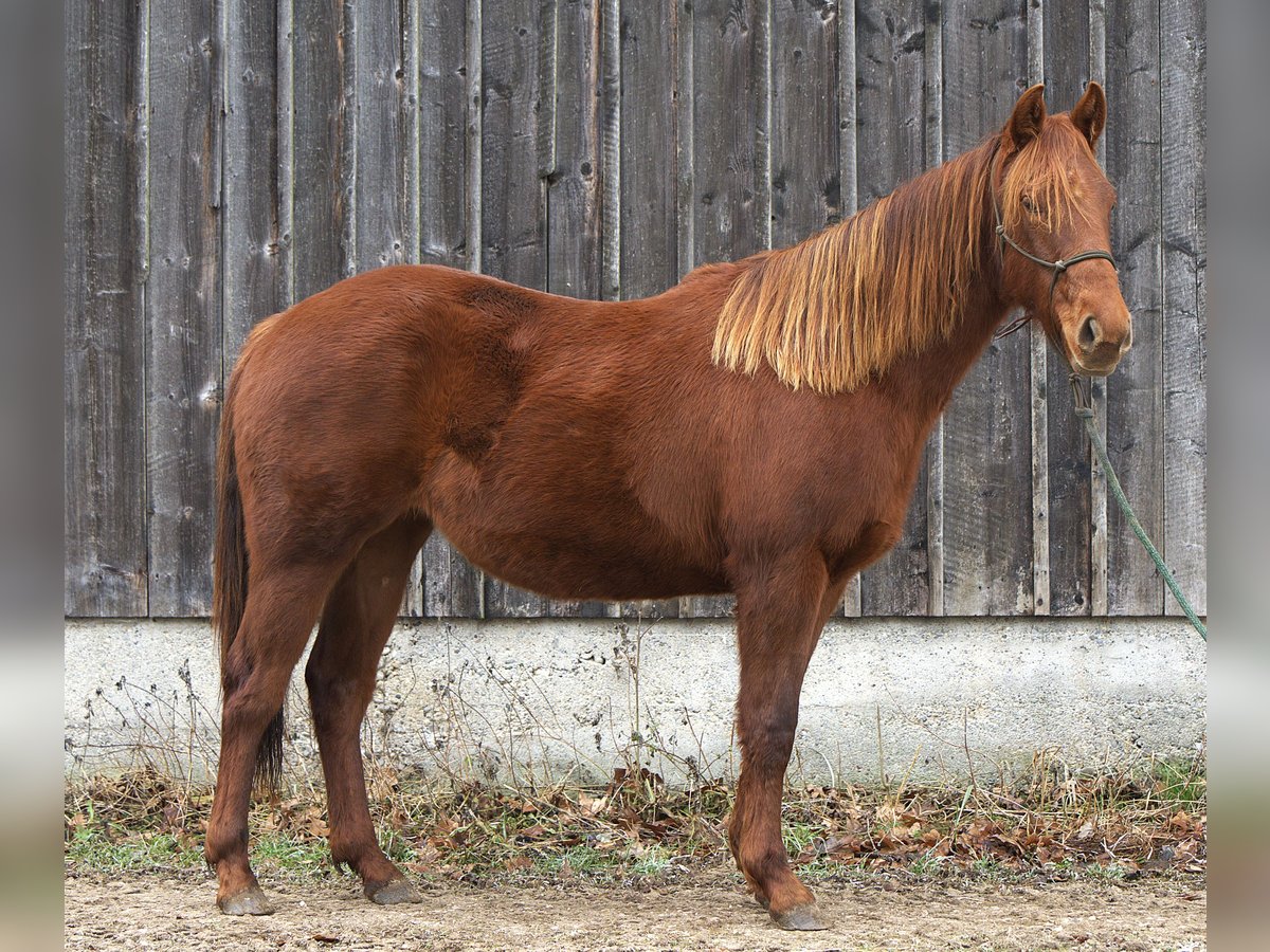 American Quarter Horse Giumenta 2 Anni Sauro in Biberach an der Riß