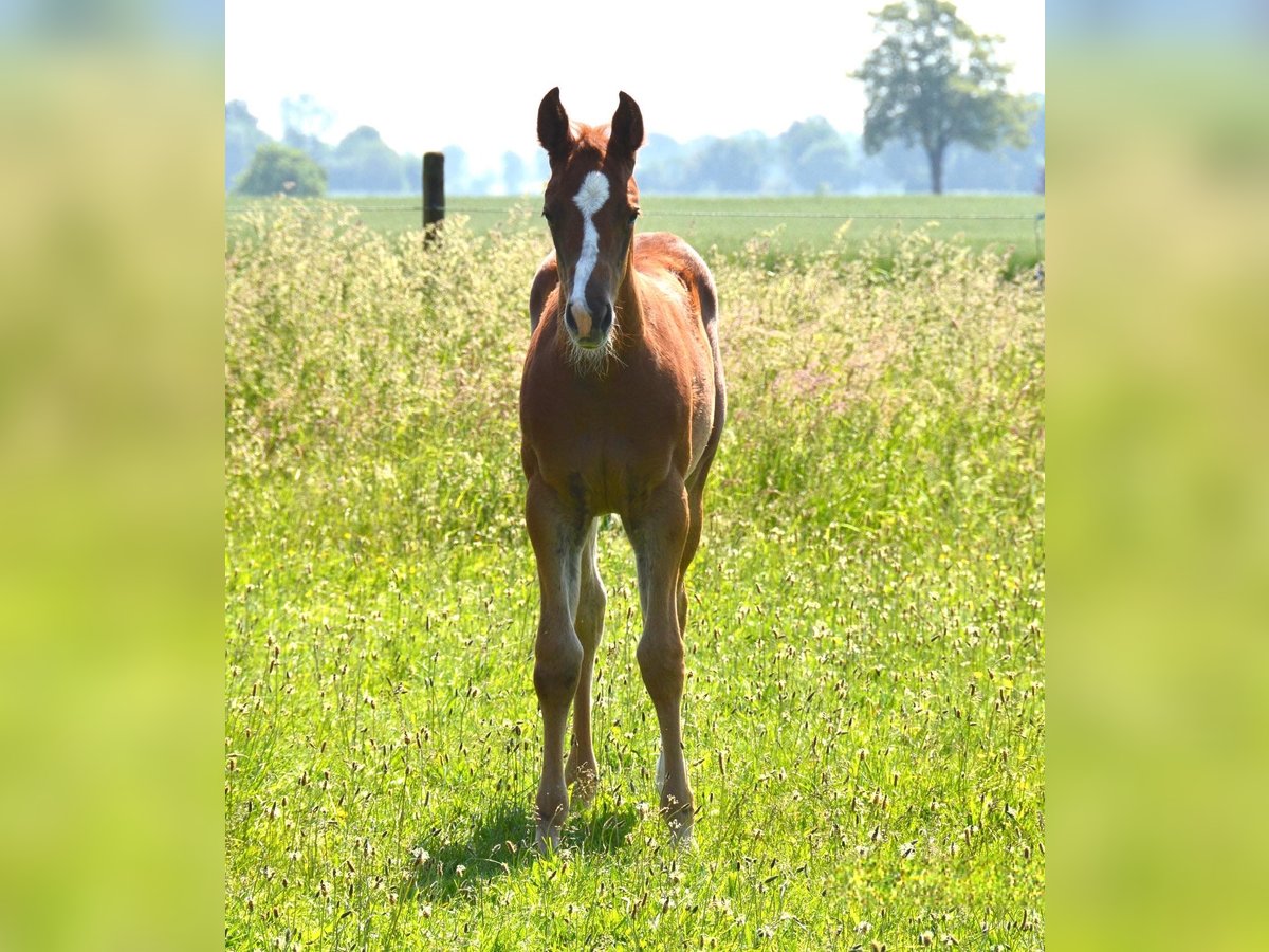 American Quarter Horse Giumenta 2 Anni Sauro in Uedem