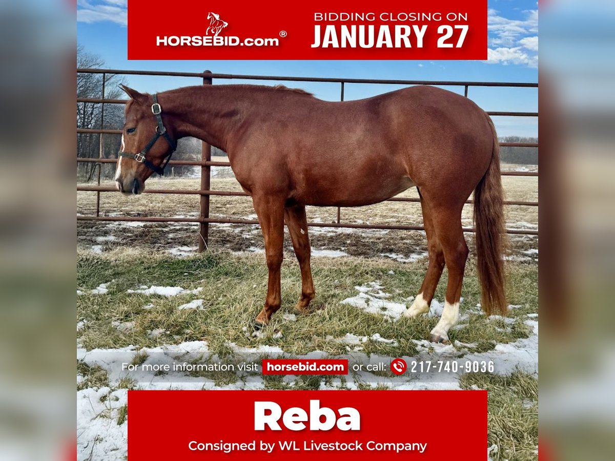 American Quarter Horse Giumenta 3 Anni 140 cm Sauro ciliegia in La Grange, MO