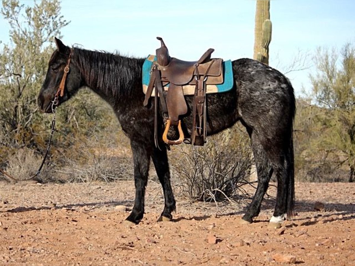 American Quarter Horse Giumenta 3 Anni 142 cm Roano blu in Marana