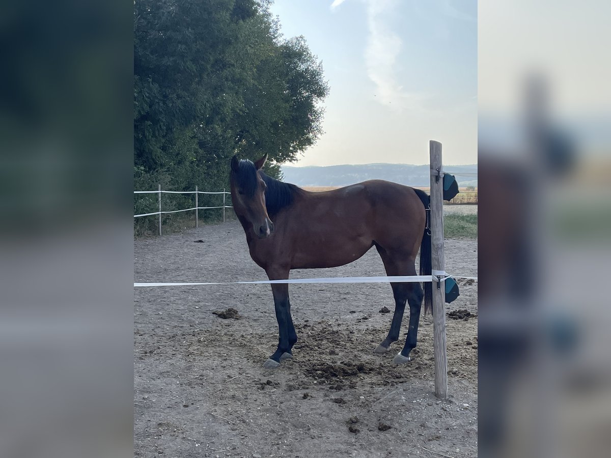 American Quarter Horse Giumenta 3 Anni 145 cm Baio in Mannersdorf am Leithagebirge