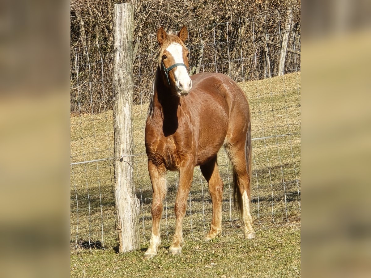 American Quarter Horse Mix Giumenta 3 Anni 145 cm Sauro in Pöllauberg