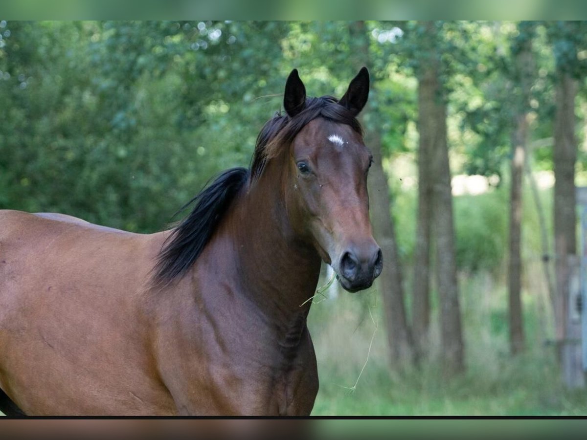 American Quarter Horse Giumenta 3 Anni 146 cm Baio in Neumünster