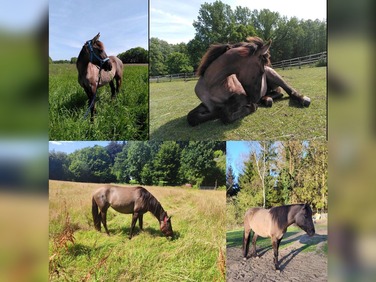 American Quarter Horse Mix Giumenta 3 Anni 146 cm Grullo in Hamburg Steinwerder