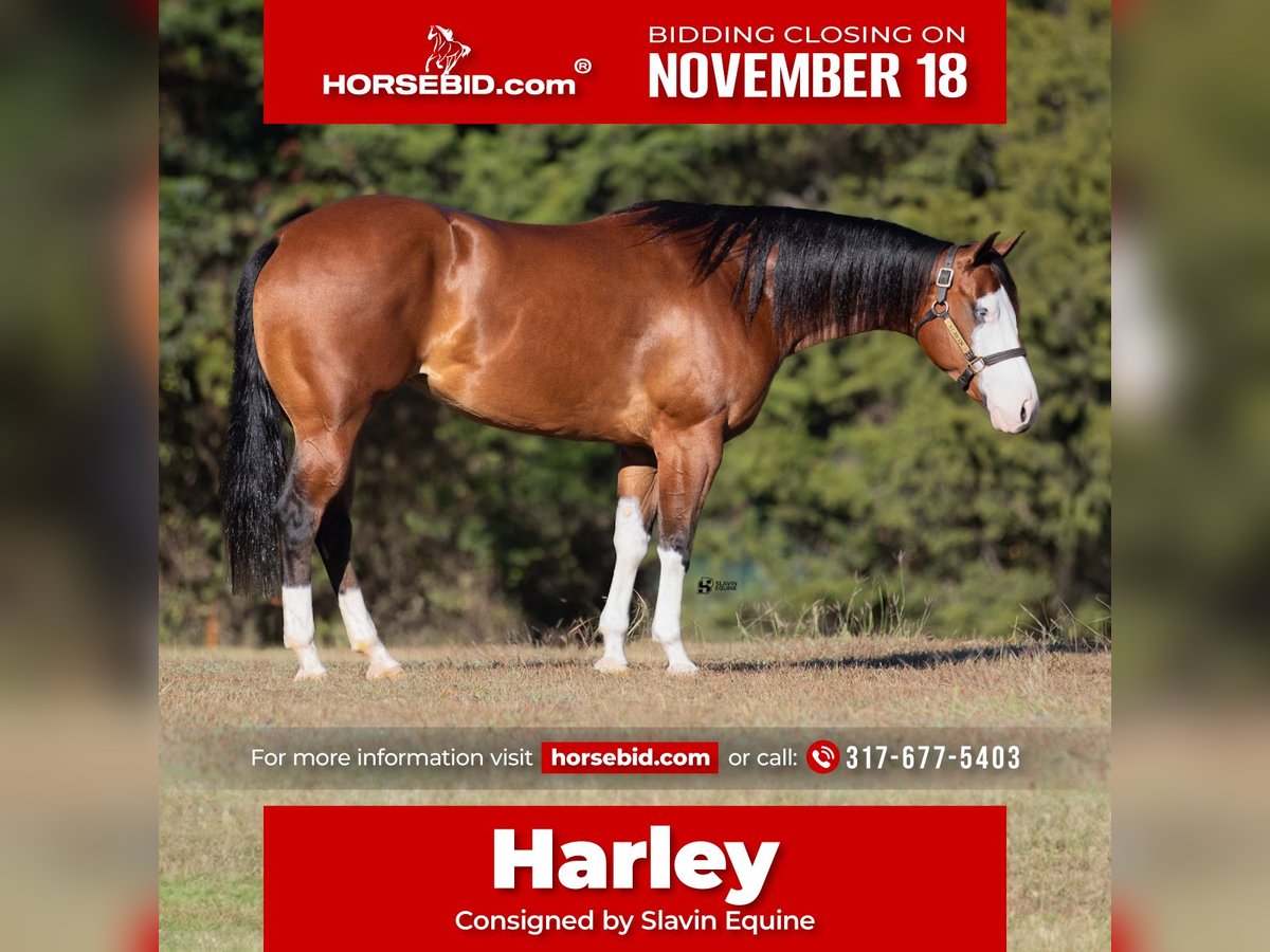 American Quarter Horse Giumenta 3 Anni 147 cm Baio ciliegia in Whitesboro, TX