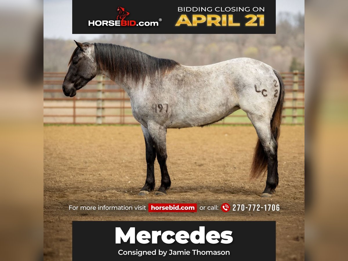 American Quarter Horse Giumenta 3 Anni 147 cm in Auburn, KY