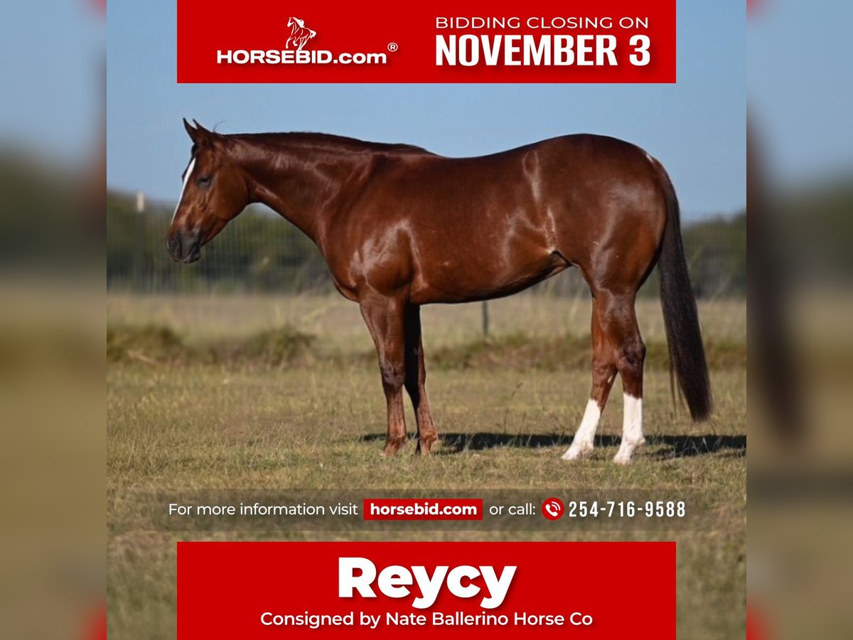 American Quarter Horse Giumenta 3 Anni 147 cm Sauro ciliegia in Waco American Quarter Horse Giumenta 3 Anni 147 cm Sauro ciliegia in Waco