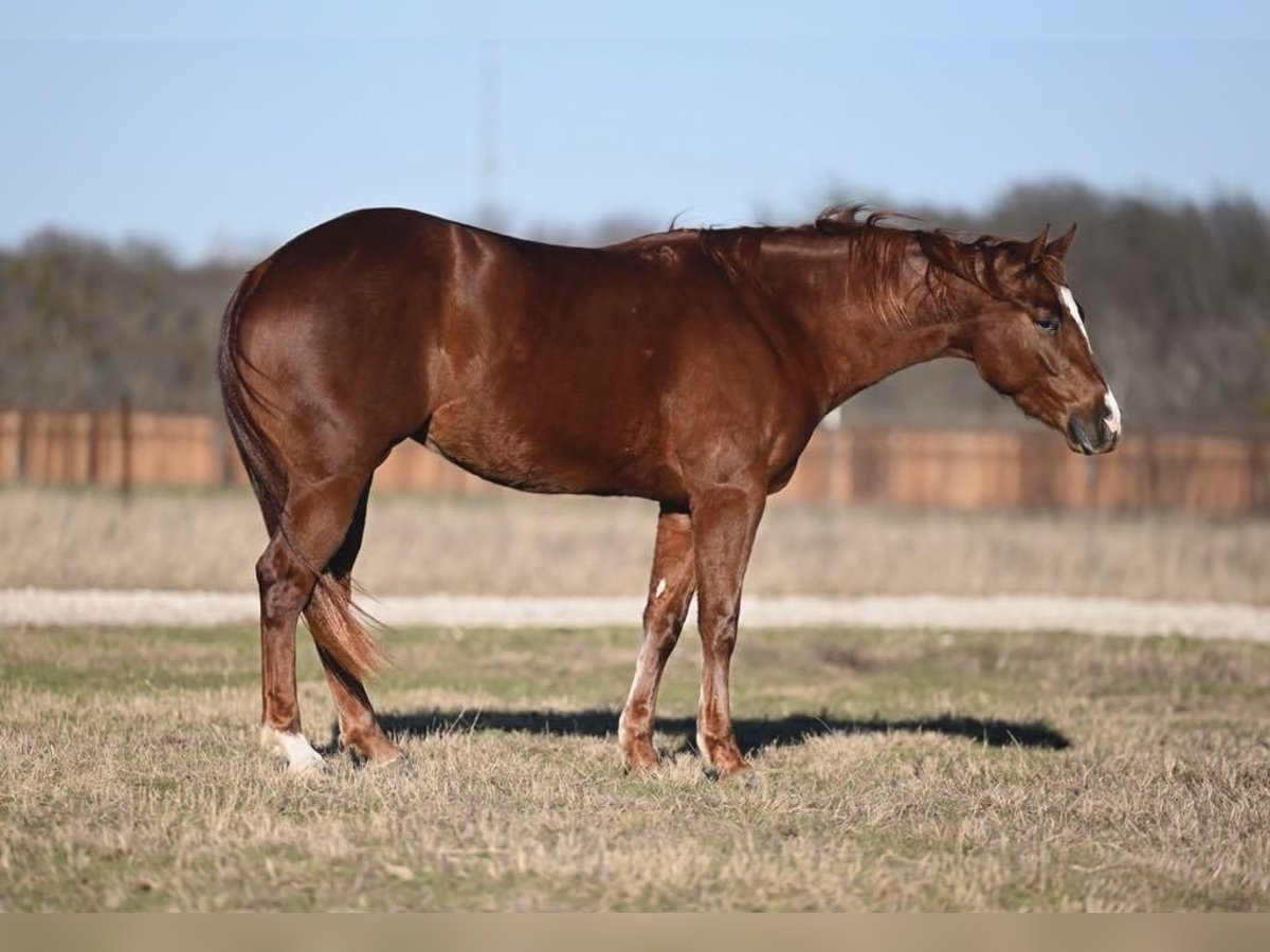 American Quarter Horse Giumenta 3 Anni 147 cm Sauro ciliegia in Waco, TX