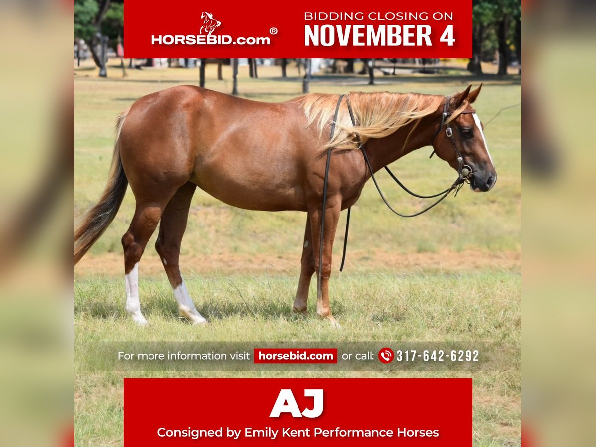 American Quarter Horse Giumenta 3 Anni 147 cm Sauro ciliegia in Jacksboro