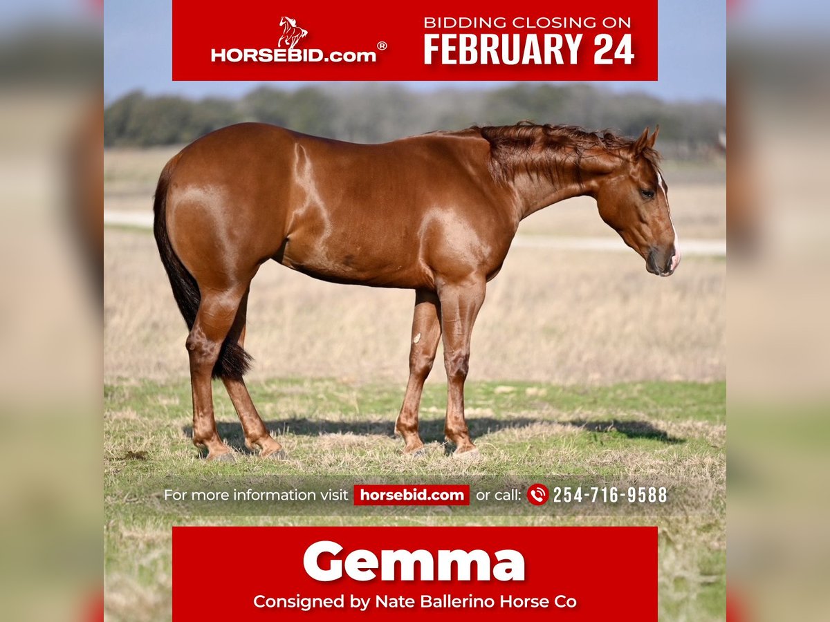 American Quarter Horse Giumenta 3 Anni 147 cm Sauro ciliegia in Waco, TX