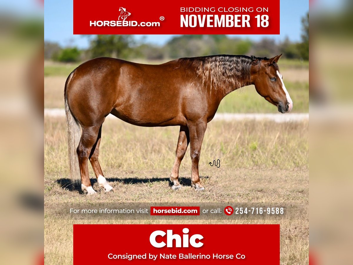 American Quarter Horse Giumenta 3 Anni 147 cm Sauro ciliegia in Waco, TX