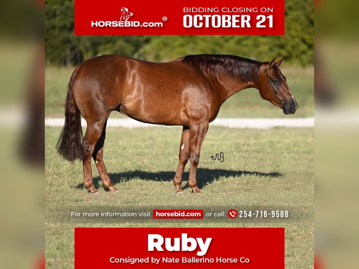 American Quarter Horse Giumenta 3 Anni 147 cm Sauro ciliegia in Waco, TX