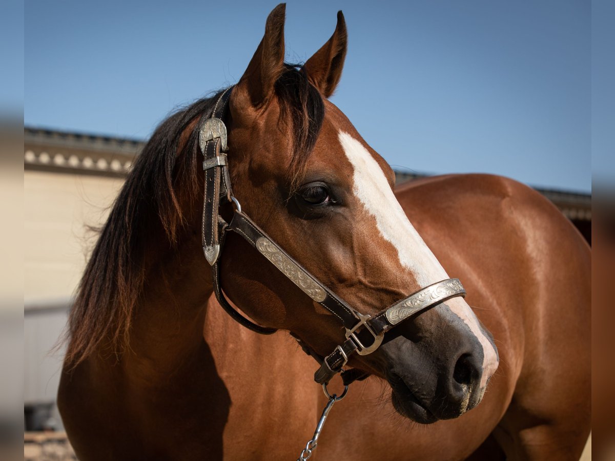 American Quarter Horse Giumenta 3 Anni 150 cm in Hürtgenwald