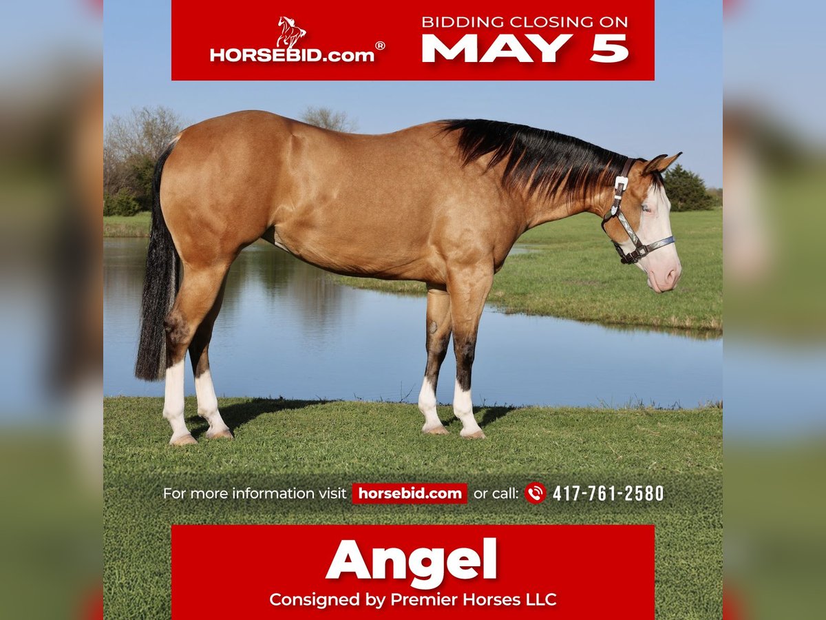 American Quarter Horse Giumenta 3 Anni 150 cm in Buffalo, MO