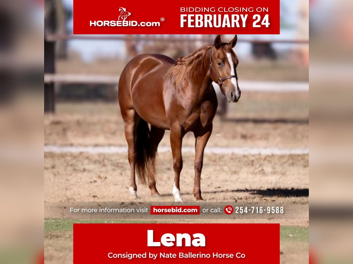 American Quarter Horse Giumenta 3 Anni 150 cm Sauro ciliegia in Waco, TX