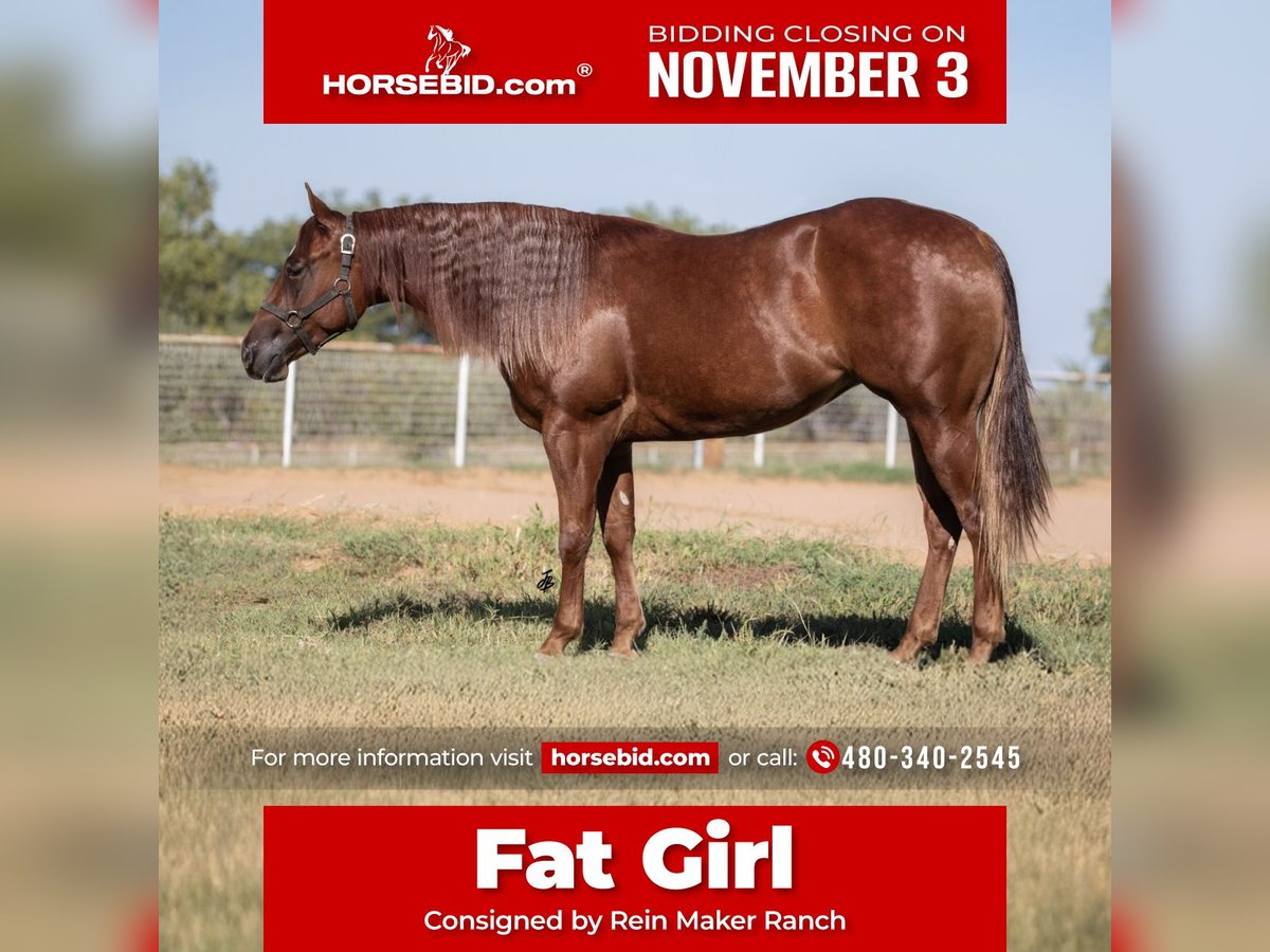 American Quarter Horse Giumenta 3 Anni 150 cm Sauro ciliegia in Wayne, OK American Quarter Horse Giumenta 3 Anni 150 cm Sauro ciliegia in Wayne, OK