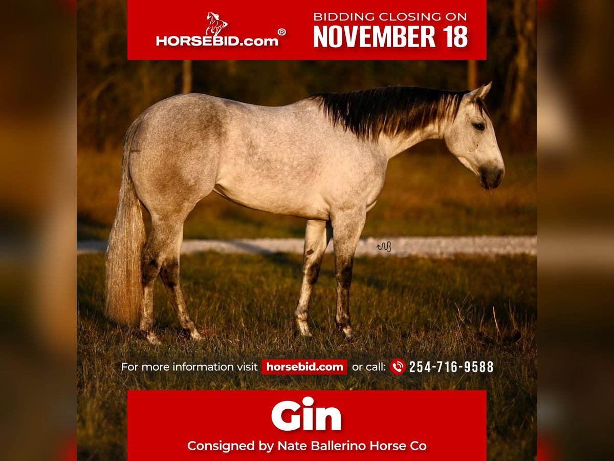 American Quarter Horse Giumenta 3 Anni 152 cm Grigio in Waco