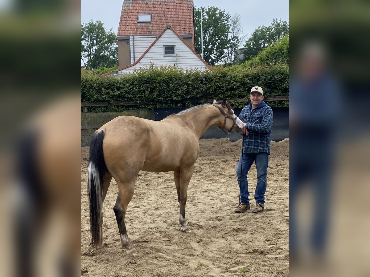 American Quarter Horse Giumenta 3 Anni 152 cm Pelle di daino in Lille