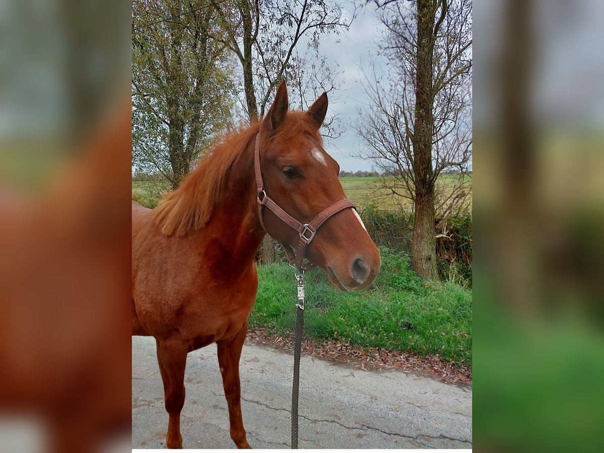 American Quarter Horse Giumenta 3 Anni 152 cm Sauro in Emden