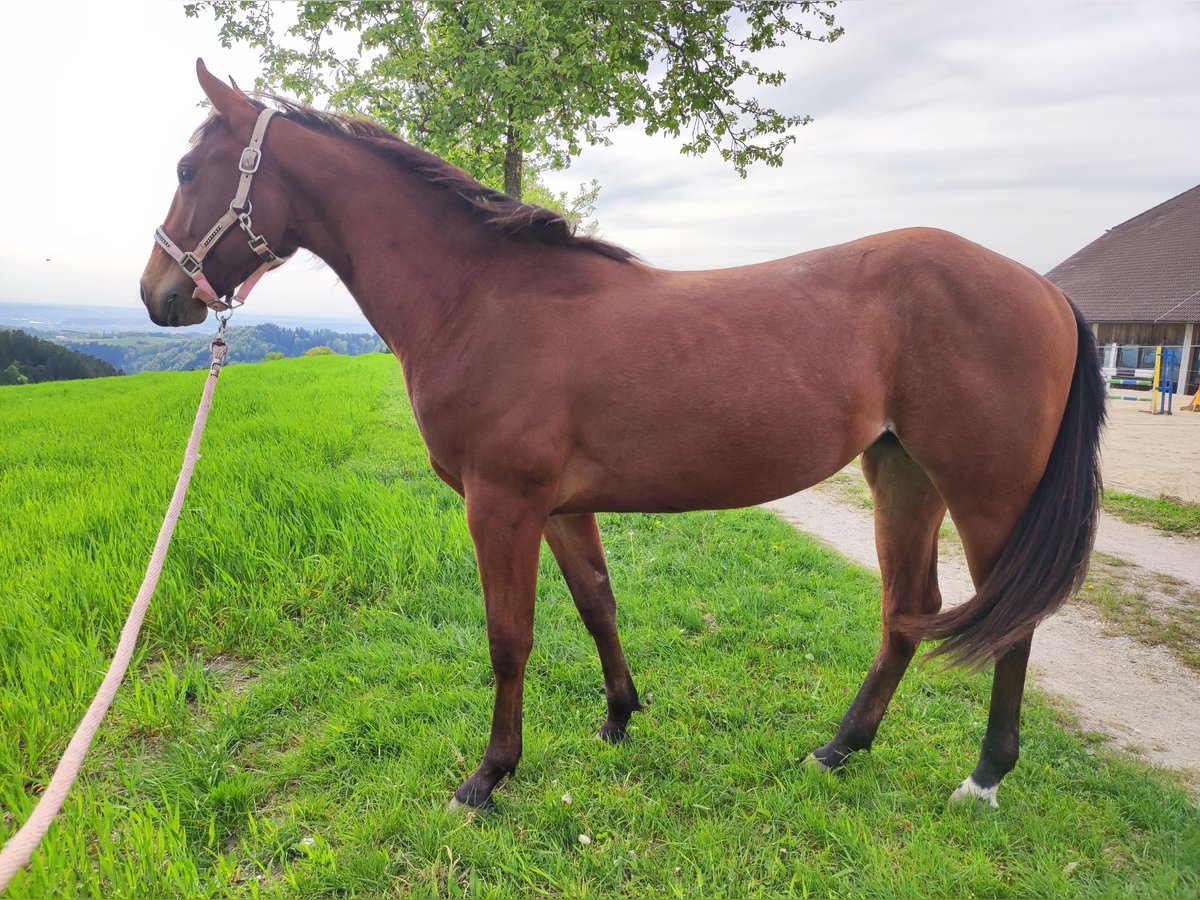 American Quarter Horse Giumenta 3 Anni Baio ciliegia in Münzbach