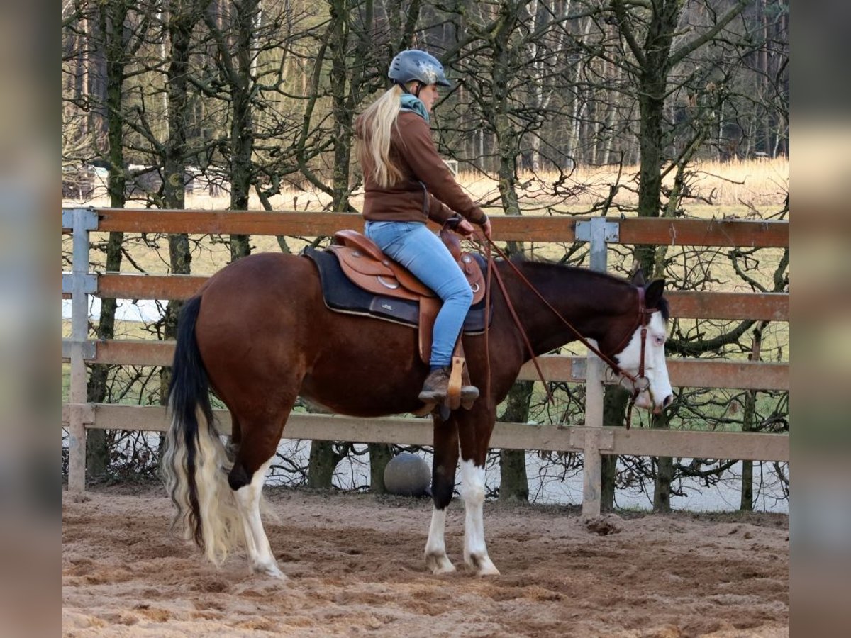 American Quarter Horse Giumenta 3 Anni Baio in Schlammersdorf