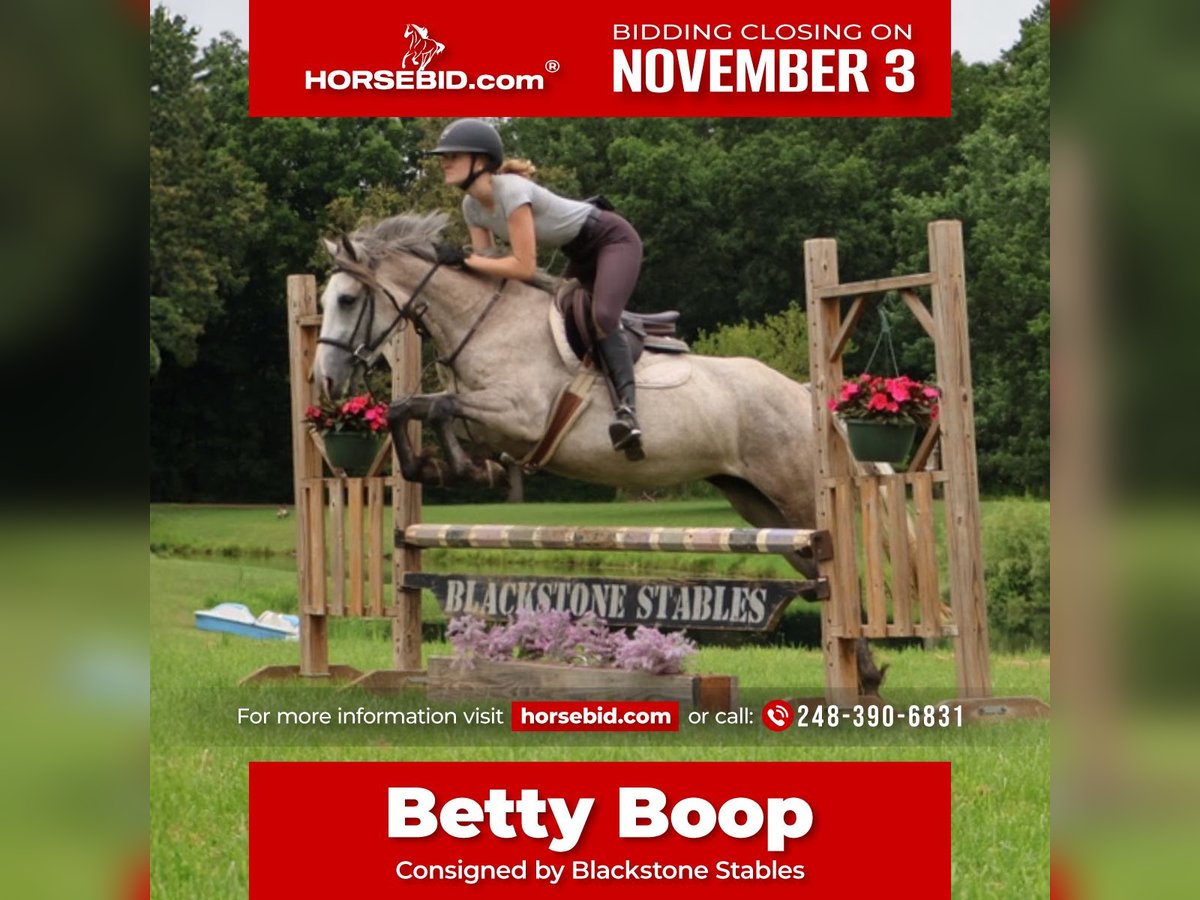 American Quarter Horse Mix Giumenta 4 Anni 142 cm Grigio pezzato in Howell, MI American Quarter Horse Mix Giumenta 4 Anni 142 cm Grigio pezzato in Howell, MI