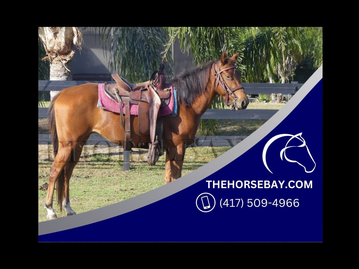 American Quarter Horse Giumenta 4 Anni 142 cm Sauro scuro in Bradenton, FL