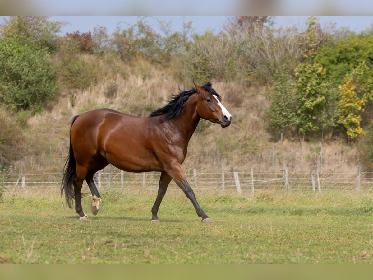 American Quarter Horse Giumenta 4 Anni 145 cm Baio ciliegia in Lehre