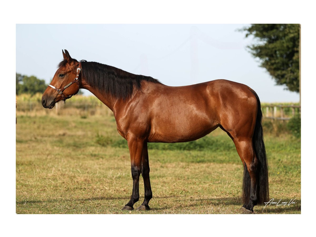 American Quarter Horse Giumenta 4 Anni 145 cm Baio in L&#xFC;dinghausenL&#xFC;dinghausen