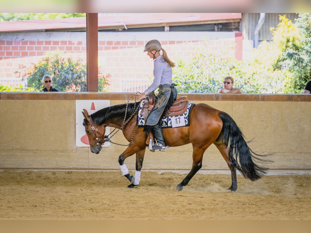 American Quarter Horse Giumenta 4 Anni 146 cm Baio in L&#xFC;dinghausen