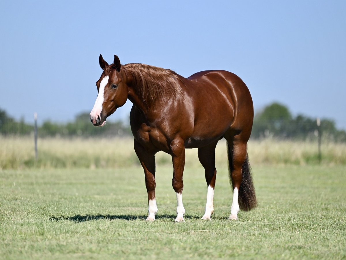American Quarter Horse Giumenta 4 Anni 147 cm Sauro ciliegia in Waco