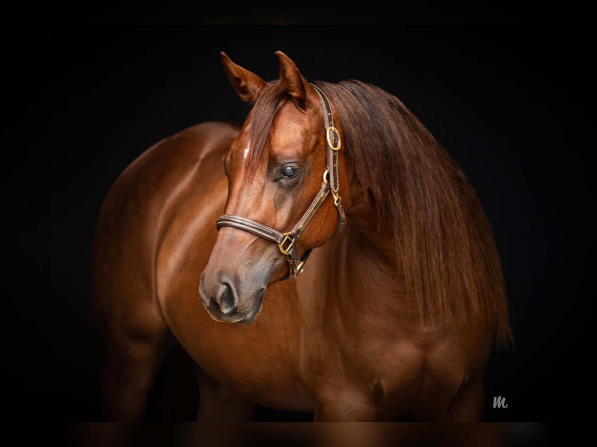 American Quarter Horse Giumenta 4 Anni 147 cm Sauro scuro in Kehl
