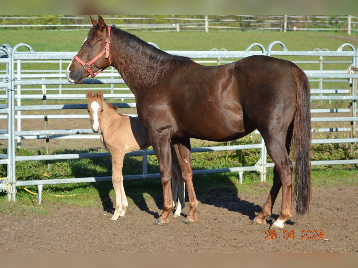 American Quarter Horse Giumenta 4 Anni 148 cm Sauro scuro in Pressath