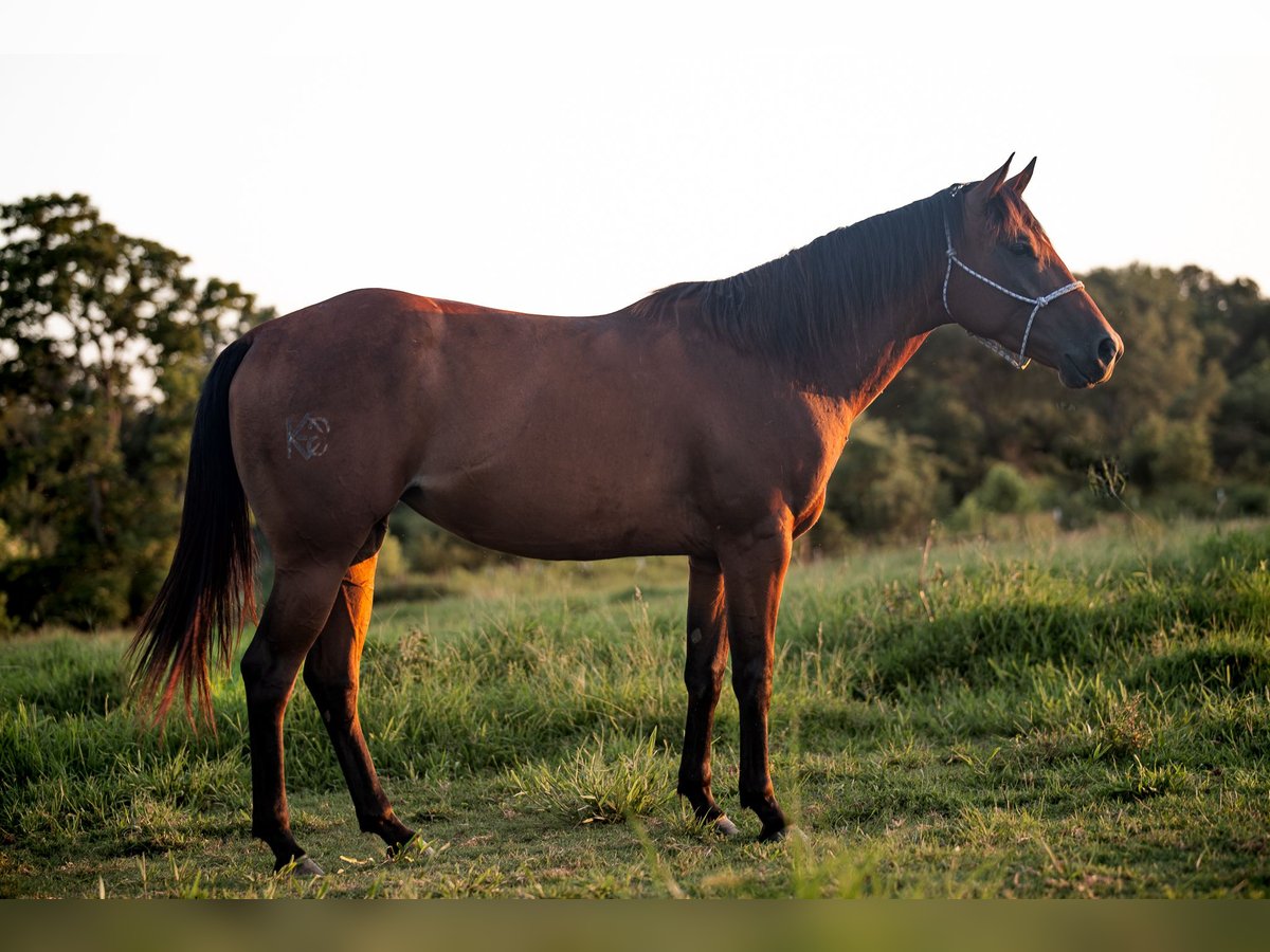 American Quarter Horse Giumenta 4 Anni 150 cm Baio ciliegia in Russellville, AR