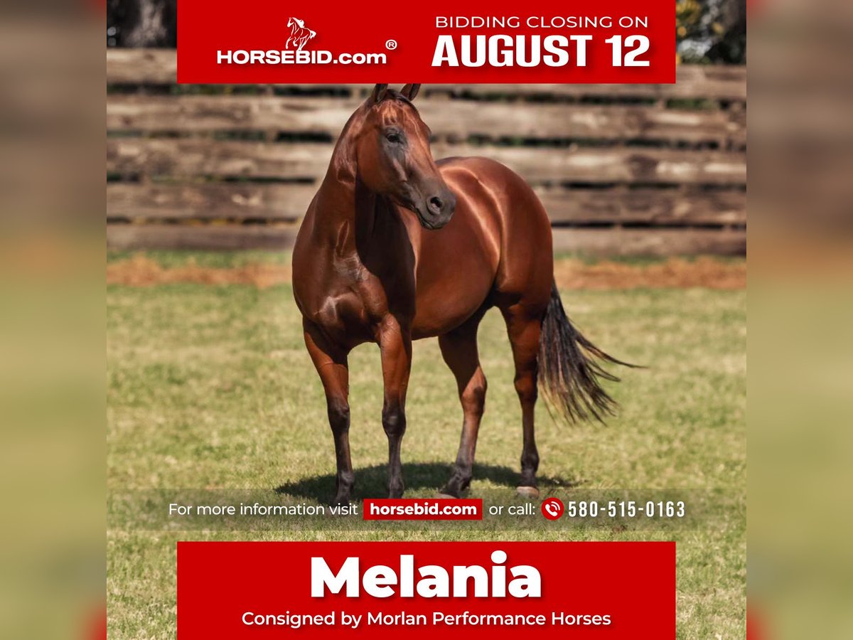 American Quarter Horse Giumenta 4 Anni 150 cm Baio ciliegia in Weatherford