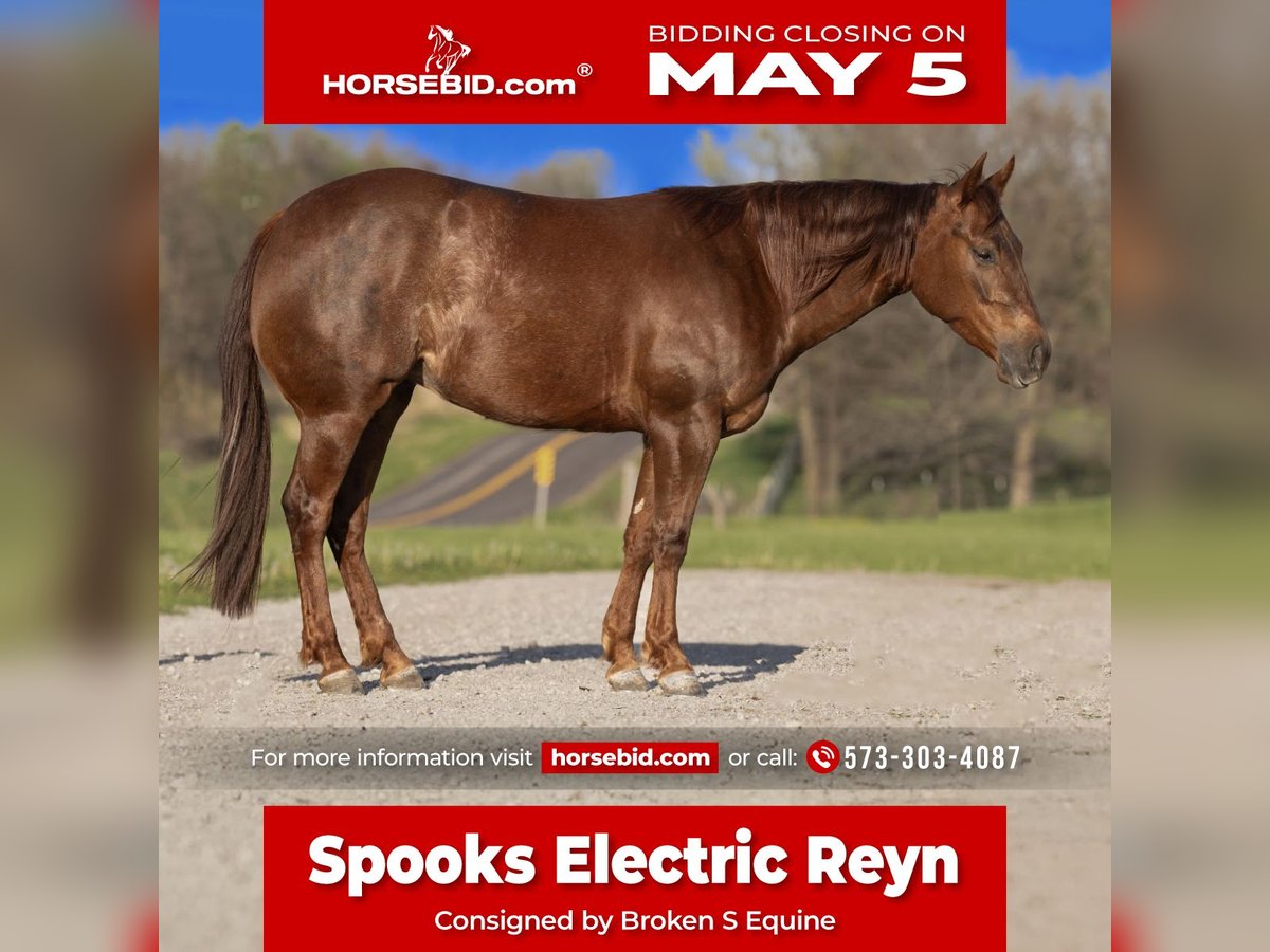 American Quarter Horse Giumenta 4 Anni 150 cm in Marshall, MO