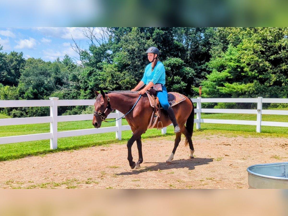 American Quarter Horse Mix Giumenta 4 Anni 152 cm Baio ciliegia in Cherry Valley