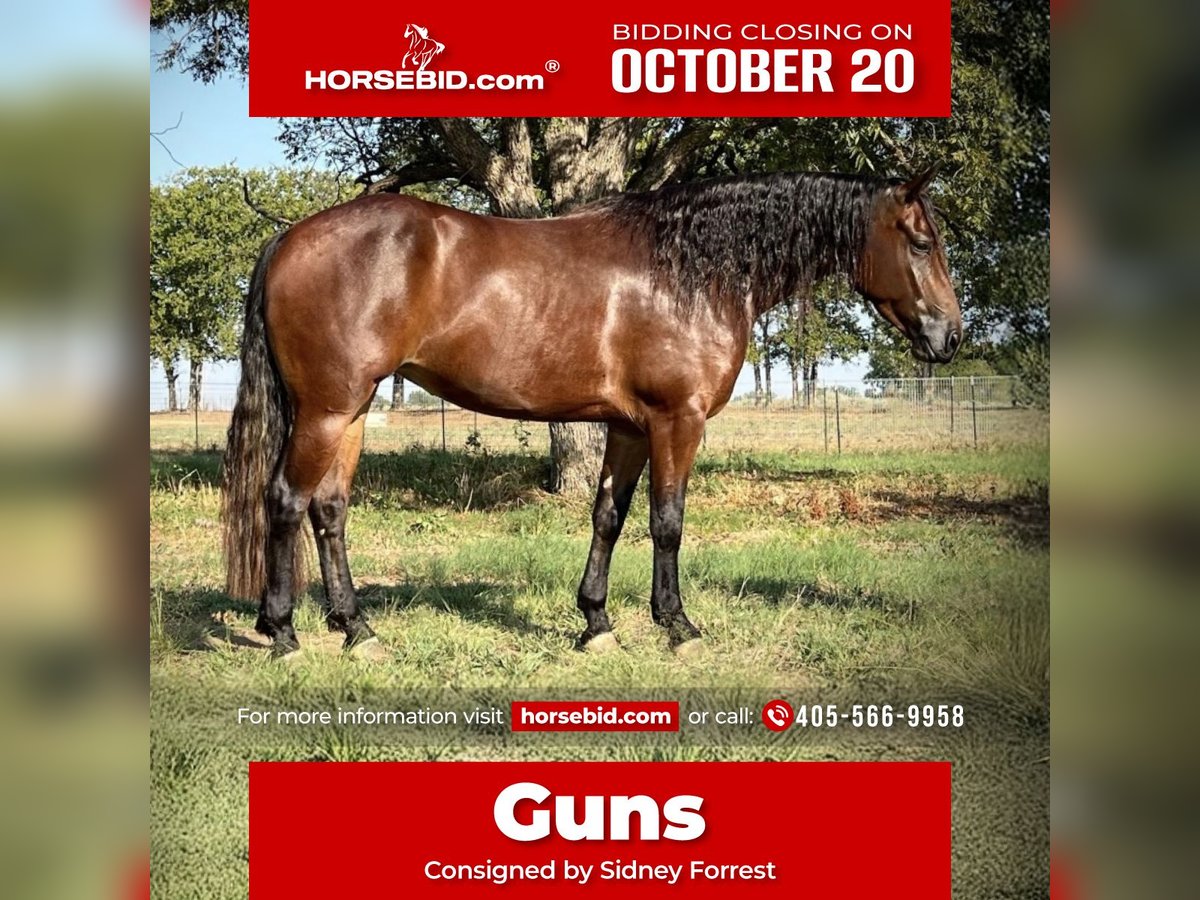 American Quarter Horse Giumenta 4 Anni 152 cm Baio ciliegia in Lipan