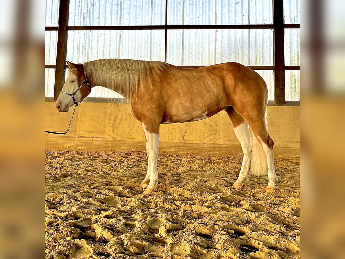 American Quarter Horse Giumenta 4 Anni 152 cm Palomino in Steyerberg Deblinghausen