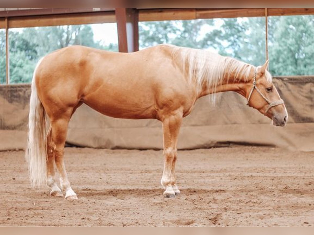 American Quarter Horse Giumenta 4 Anni 152 cm Palomino in Cheyenne