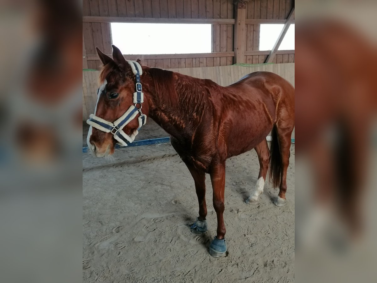 American Quarter Horse Giumenta 4 Anni 152 cm Sauro in Kaufbeuren